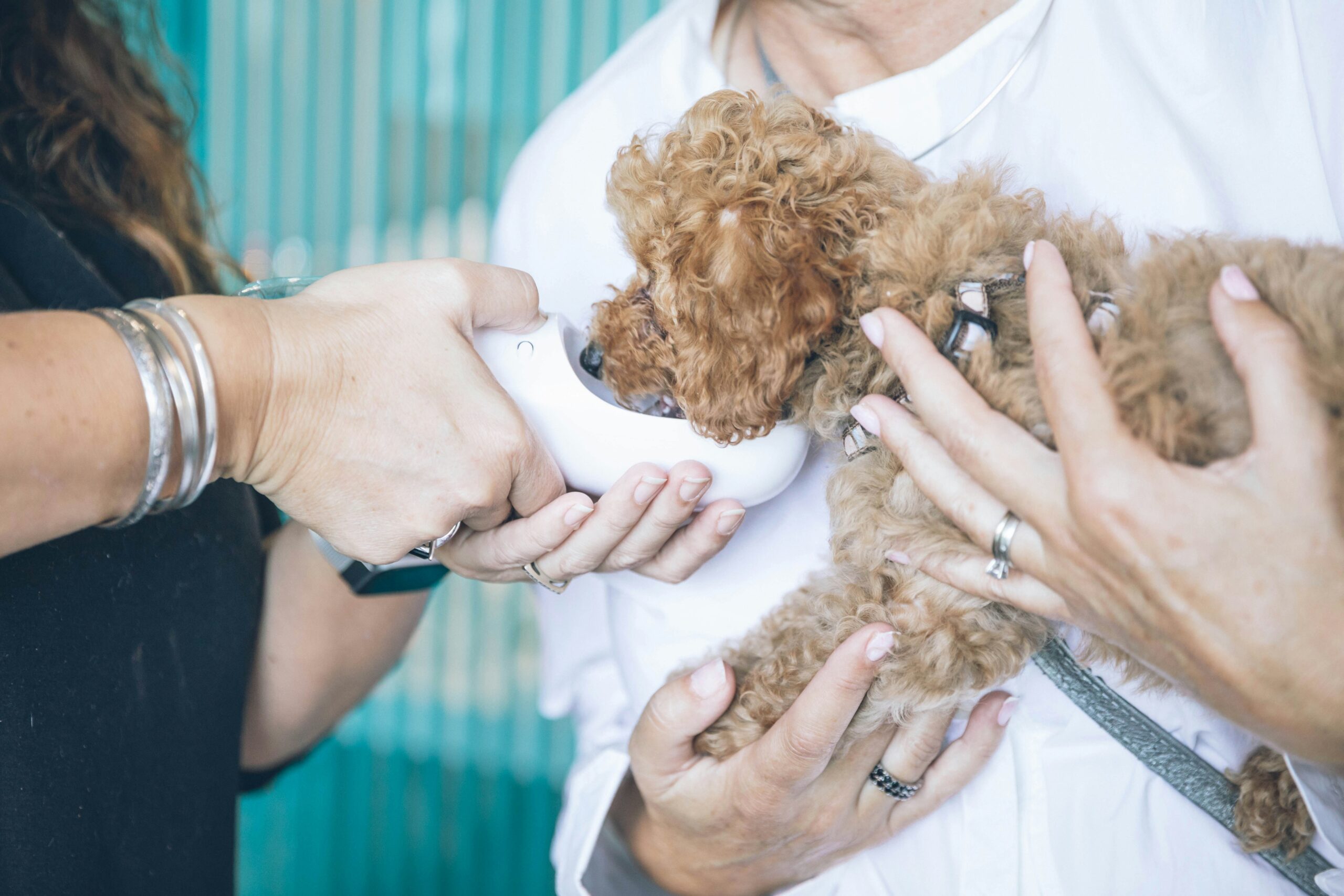 feeding toy poodle